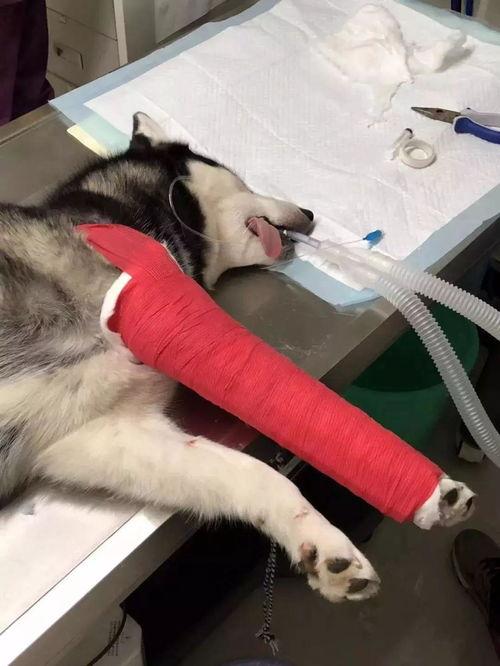 摔腿的照片,惊心动魄的瞬间回顾