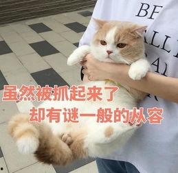 傲娇猫搞笑表情包,萌态百出，笑料连连